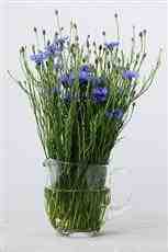 Dom na wynajem Krakow Gruszeczka