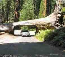 DziaLka na sprzedaz Michalowice Reguly